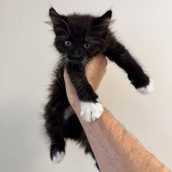 Proxima -  Domestic Medium Hair Cat for Adoption in Rifle, Colorado - Proxima | PetCurious