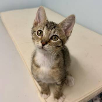 Calloway -  Domestic Short Hair Cat for Adoption in Chicago, Illinois - Calloway | PetCurious