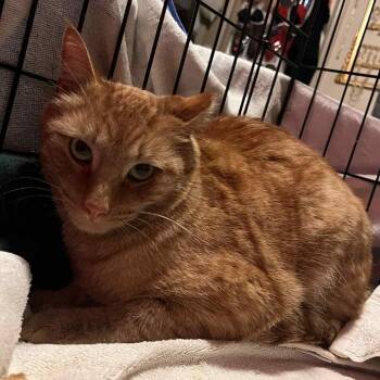 Domestic Short Hair Cats Available for Adoption - Timmy | PetCurious