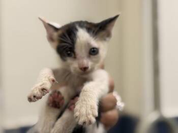 ELLIE -  Domestic Short Hair Cat for Adoption in Doral, Florida - ELLIE | PetCurious