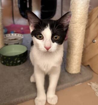 BillieJean -  Domestic Short Hair Cat for Adoption in Walled Lake, Michigan - BillieJean | PetCurious