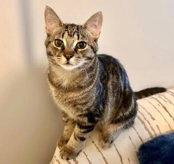 Dart (bonded with Dash) -  Tabby and Domestic Short Hair Cat for Adoption in Vaughan, Ontario - Dart (bonded With Dash) | PetCurious