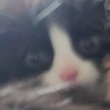 Clover -  Domestic Medium Hair Cat for Adoption in Burlington, Ontario - Clover | PetCurious
