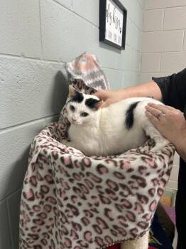 Hoodoo Lou Bones -  Domestic Short Hair Cat for Adoption in Chattanooga, Tennessee - Hoodoo Lou Bones | PetCurious