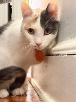Calico Cats Available for Adoption - Rey | PetCurious