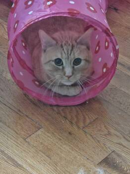 Scotty -  Domestic Short Hair Cat for Adoption in Waltham, Massachusetts - Scotty | PetCurious