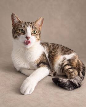 Kimchee -  Tabby Cat for Adoption in Miami, Florida - Kimchee | PetCurious