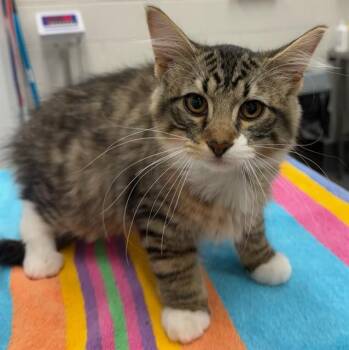 POSEIDON -  Domestic Long Hair Cat for Adoption in Peoria, Illinois - POSEIDON | PetCurious