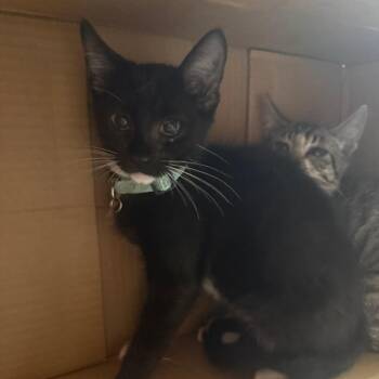 Nick Wilde -  Domestic Short Hair Cat for Adoption in Cheyenne, Wyoming - Nick Wilde | PetCurious