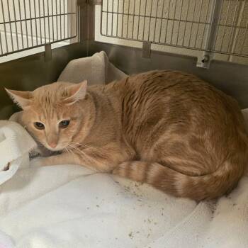 Jamal -  Domestic Short Hair Cat for Adoption in Bristol, Indiana - Jamal | PetCurious