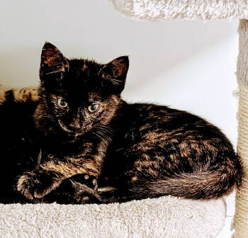 Rescue Domestic Short Hair Cats for Adoption in Hanover, Pennsylvania - Sabrina | PetCurious