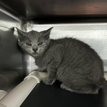 Ash -  Domestic Short Hair Cat for Adoption in Spruce Pine, North Carolina - Ash | PetCurious