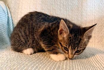 Clementine -  Domestic Short Hair Cat for Adoption in New York, New York - Clementine | PetCurious