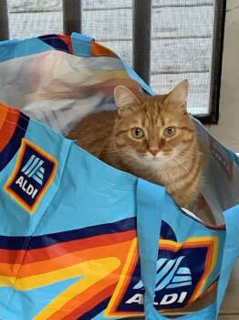 Rescue Domestic Short Hair Cats for Adoption in Glen Raven, North Carolina - SAMMY (Sage) | PetCurious