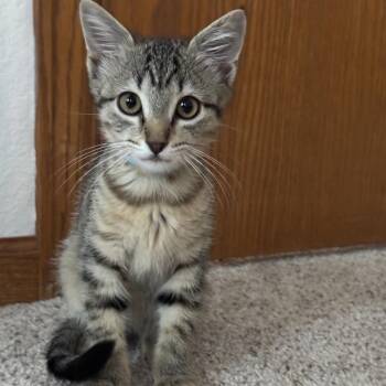Kiki -  Domestic Short Hair Cat for Adoption in Fort Collins, Colorado - Kiki | PetCurious