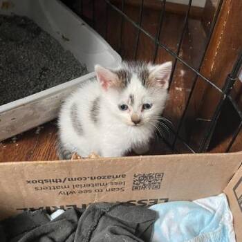 Nissan -  Domestic Short Hair Cat for Adoption in St. Louis, Missouri - Nissan | PetCurious