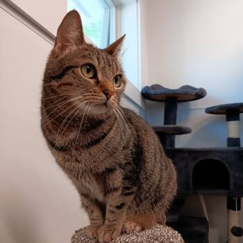 Rescue Domestic Short Hair Cats for Adoption in East Hampton, New York - Trixie | PetCurious