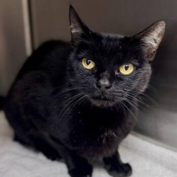 Inky -  Domestic Short Hair Cat for Adoption in New York, New York - Inky | PetCurious