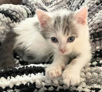 Ruby -  Domestic Short Hair Cat Available for Adoption in Winnipeg, Manitoba - Ruby | PetCurious