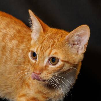 Tangerine -  Domestic Medium Hair Cat for Adoption in St. Cloud, Florida - Tangerine | PetCurious