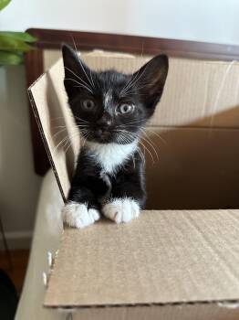 Badger (Bonded to Panda) -  Domestic Short Hair Cat for Adoption in New York, New York - Badger (Bonded To Panda) | PetCurious