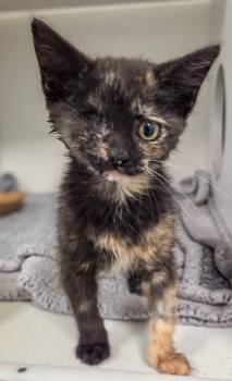 Asta -  Domestic Short Hair Cat for Adoption in Fresno, California - Asta | PetCurious