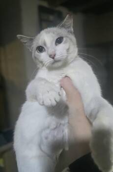 "Elsa" (let it go, let it go, cant hold it back anymore, if you  -  Siamese and Domestic Short Hair Cat for Adoption in Elizabeth, Pennsylvania - "Elsa" (let It Go, Let It Go, Cant Hold It Back Anymore, If You  | PetCurious