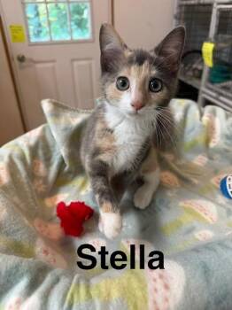 Stella -  Domestic Short Hair Cat for Adoption in Millerstown, Pennsylvania - Stella | PetCurious