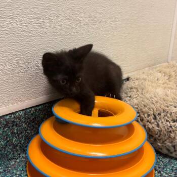Flounder -  Domestic Short Hair Cat for Adoption in Long Beach, California - Flounder | PetCurious