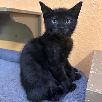 Domestic Short Hair Cats Available for Adoption in Fresno, California - Cletus | PetCurious