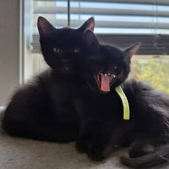 Bogey -  Domestic Short Hair Cat Available for Adoption in Reisterstown, Maryland - Bogey | PetCurious