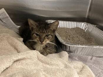 JUANA -  Domestic Short Hair Cat for Adoption in Tustin, California - JUANA | PetCurious