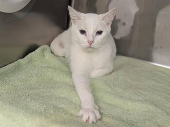BELLA -  Domestic Short Hair Cat for Adoption in Moreno Valley, California - BELLA | PetCurious