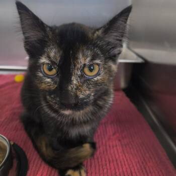 Pumpkin Spice -  Domestic Short Hair Cat for Adoption in Moses Lake, Washington - Pumpkin Spice | PetCurious