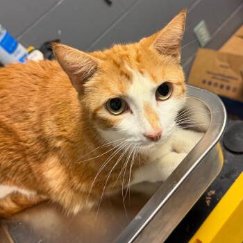 Clementine -  Domestic Medium Hair Cat for Adoption in Tuscaloosa, Alabama - Clementine | PetCurious