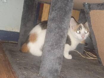 Rabbit -  Manx and Domestic Short Hair Cat for Adoption in Niles, Michigan - Rabbit | PetCurious