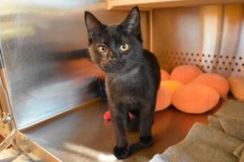 Freddie -  Domestic Short Hair Cat for Adoption in Kansas City, Missouri - Freddie | PetCurious