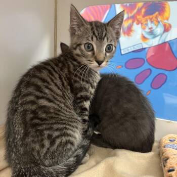 Domestic Short Hair Cats Available for Adoption in Cheyenne, Wyoming - David | PetCurious