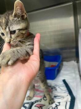 Lucki -  Domestic Short Hair Cat for Adoption in Hobart, Indiana - Lucki | PetCurious