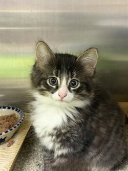 MOUSE -  Domestic Medium Hair and Domestic Short Hair Cat for Adoption in Omaha, Nebraska - MOUSE | PetCurious