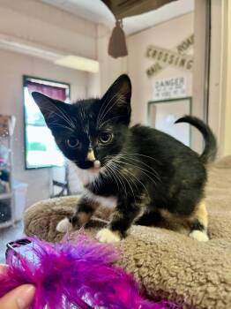 Duchess -  Tortoiseshell Cat for Adoption in Leavenworth, Kansas - Duchess | PetCurious