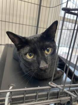 Domestic Short Hair Cats Available for Adoption - Basil | PetCurious