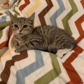 Lenny -  Domestic Short Hair Cat for Adoption in Waldorf, Maryland - Lenny | PetCurious