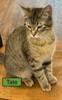 Domestic Short Hair Cats Available for Adoption - Tate | PetCurious