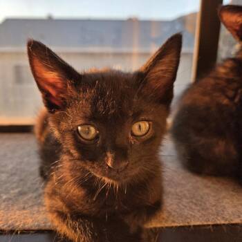 James -  Domestic Short Hair Cat for Adoption in Pasadena, California - James | PetCurious