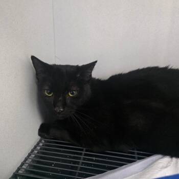 Domestic Short Hair Cats Available for Adoption - Paul | PetCurious