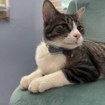 Butler & Beast Boy -  Domestic Short Hair Cat for Adoption in Royal Oak, Michigan - Butler & Beast Boy | PetCurious