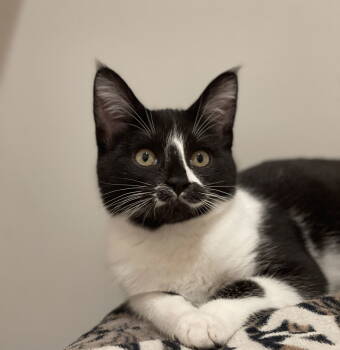 Rescue Domestic Short Hair Cats for Adoption in Oakland, California - Rorschach (bonded With Darwin) | PetCurious