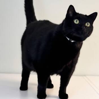 Dala -  Domestic Short Hair Cat for Adoption in Syosset, New York - Dala | PetCurious