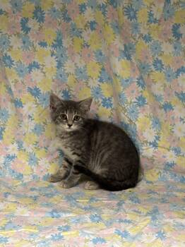 Drill -  Domestic Short Hair Cat for Adoption in Shepherdsville, Kentucky - Drill | PetCurious